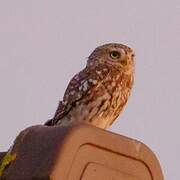 Little Owl