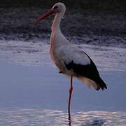 White Stork