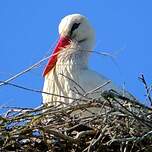 Cigogne blanche