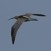 Eurasian Curlew