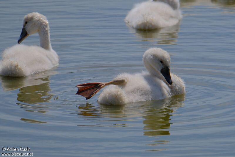 Cygne tuberculéjuvénile, identification