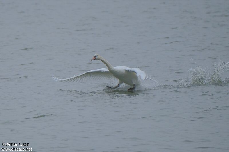 Cygne tuberculéadulte, Vol