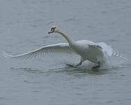 Cygne tuberculé