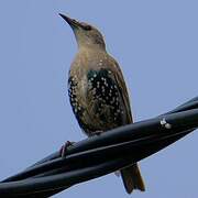 Common Starling