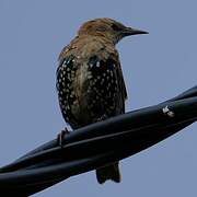 Common Starling