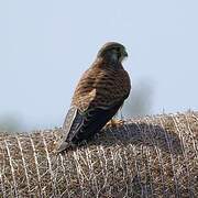 Common Kestrel