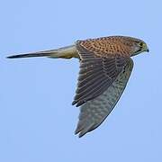 Common Kestrel