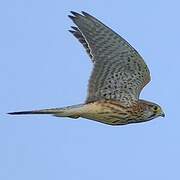 Common Kestrel