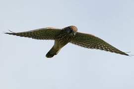 Common Kestrel