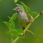 Common Whitethroat