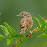 Common Whitethroat