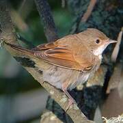 Common Whitethroat