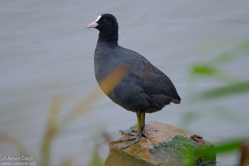 Eurasian Cootadult, identification