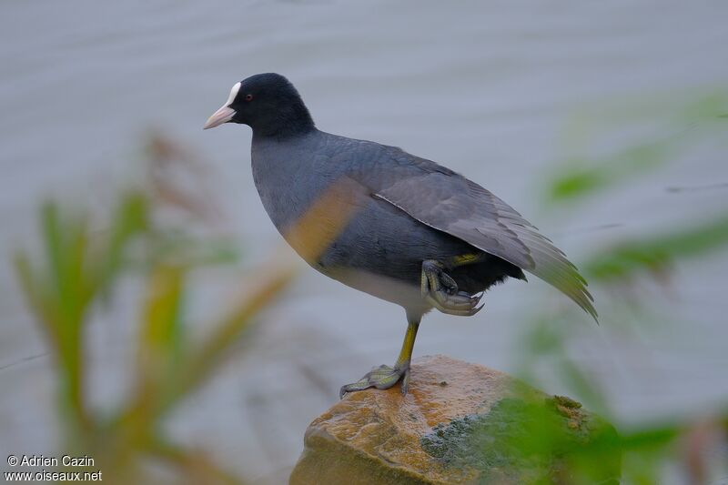 Eurasian Cootadult, identification, Behaviour