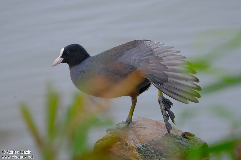 Foulque macrouleadulte, identification, composition