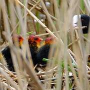 Eurasian Coot