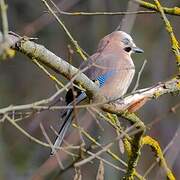 Eurasian Jay