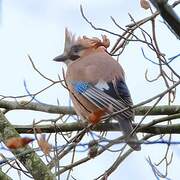 Eurasian Jay