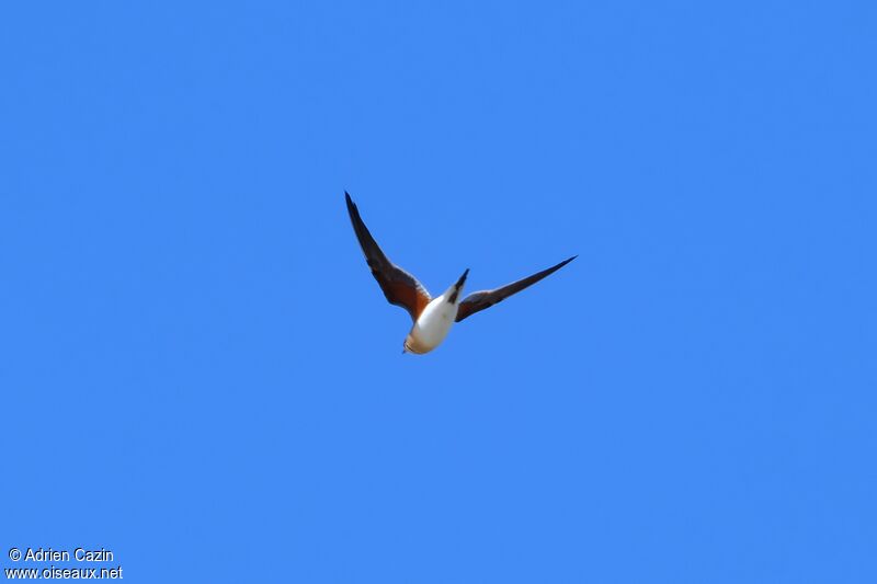 Collared Pratincole, Flight