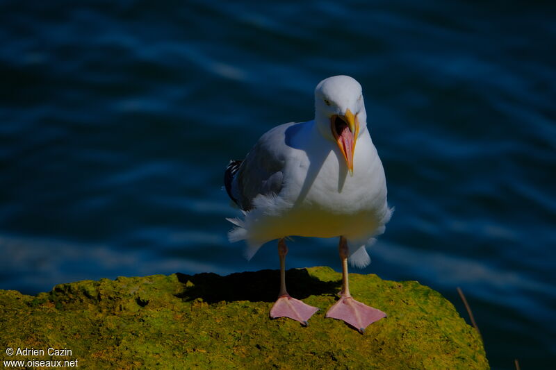 European Herring Gulladult, Behaviour