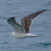 Great Black-backed Gull