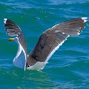 Great Black-backed Gull