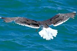 Great Black-backed Gull