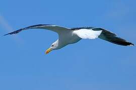 Great Black-backed Gull