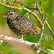 Bluethroat