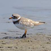 Common Ringed Plover