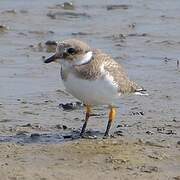 Common Ringed Plover