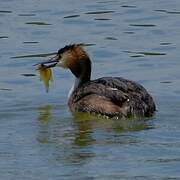 Great Crested Grebe