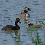 Great Crested Grebe