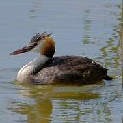 Great Crested Grebe