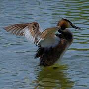 Great Crested Grebe