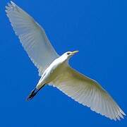 Western Cattle Egret