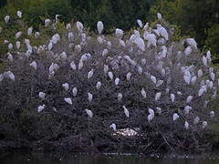 Western Cattle Egret