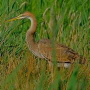 Purple Heron