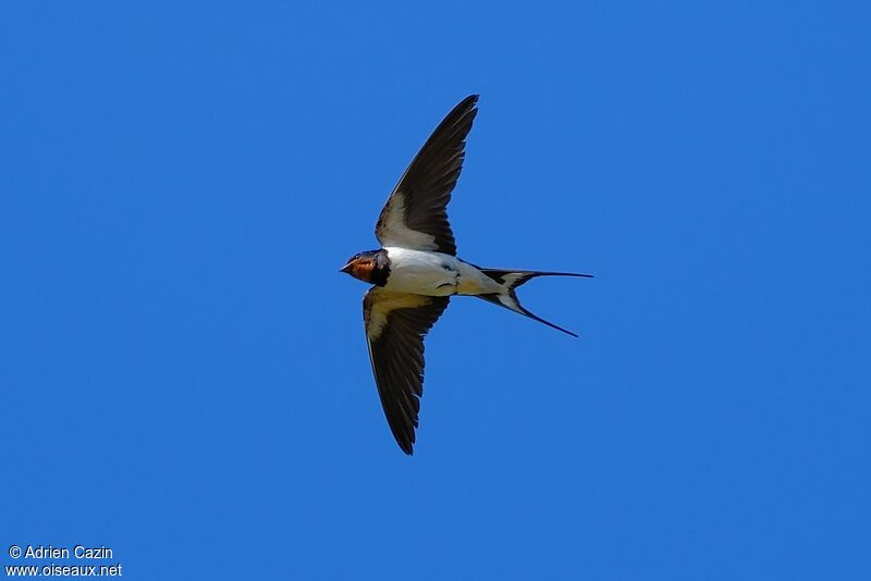 Barn Swallowadult, Flight