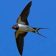 Barn Swallow