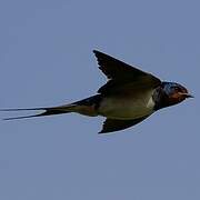 Barn Swallow