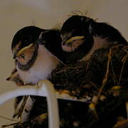 Barn Swallow