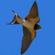 Barn Swallow