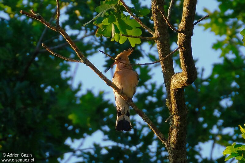 Eurasian Hoopoeadult