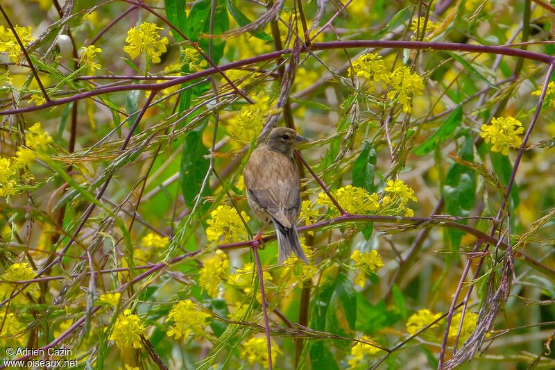 Linotte mélodieuse femelle adulte