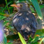 Common Blackbird