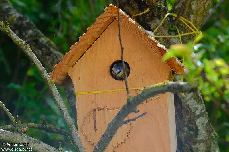 Mésange bleueadulte, Nidification