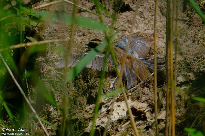 Mésange charbonnière, Comportement