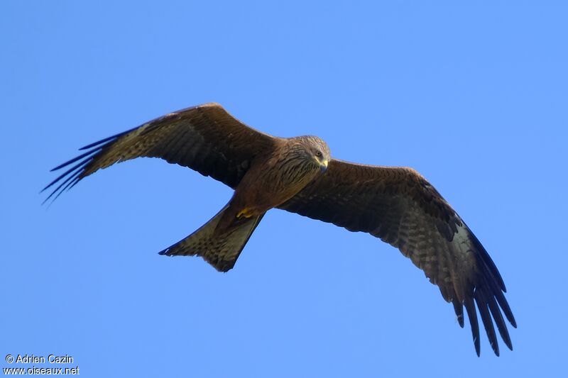 Black Kiteadult, Flight