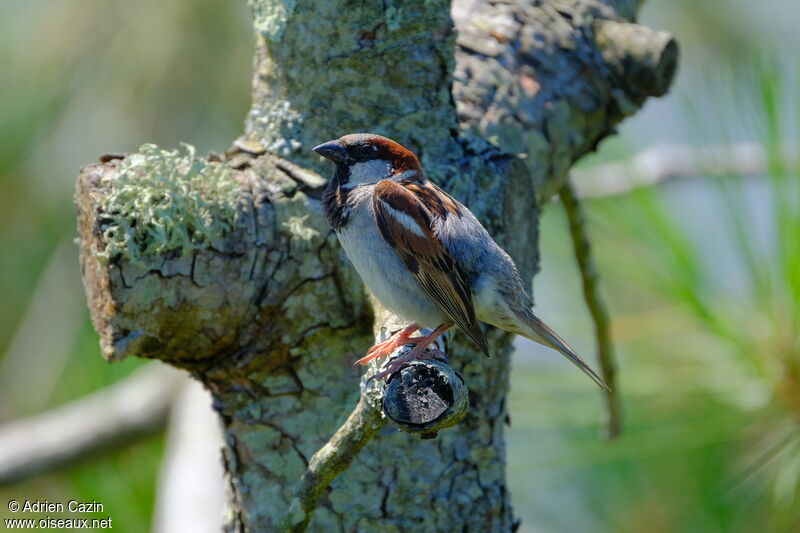 Moineau domestique mâle adulte, identification